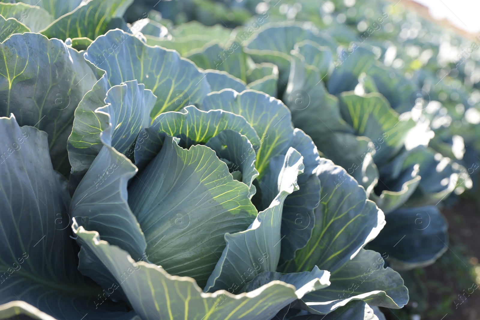 Photo of Green cabbages growing in field on sunny day, closeup