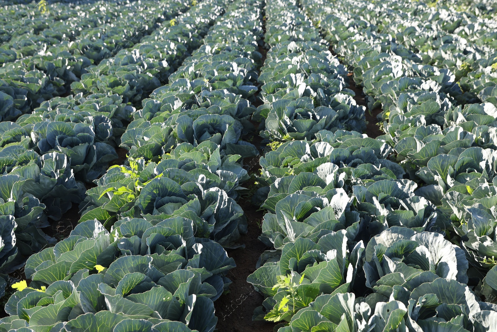 Photo of Green cabbages growing in field on sunny day