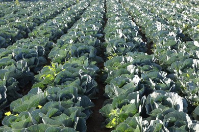 Photo of Green cabbages growing in field on sunny day