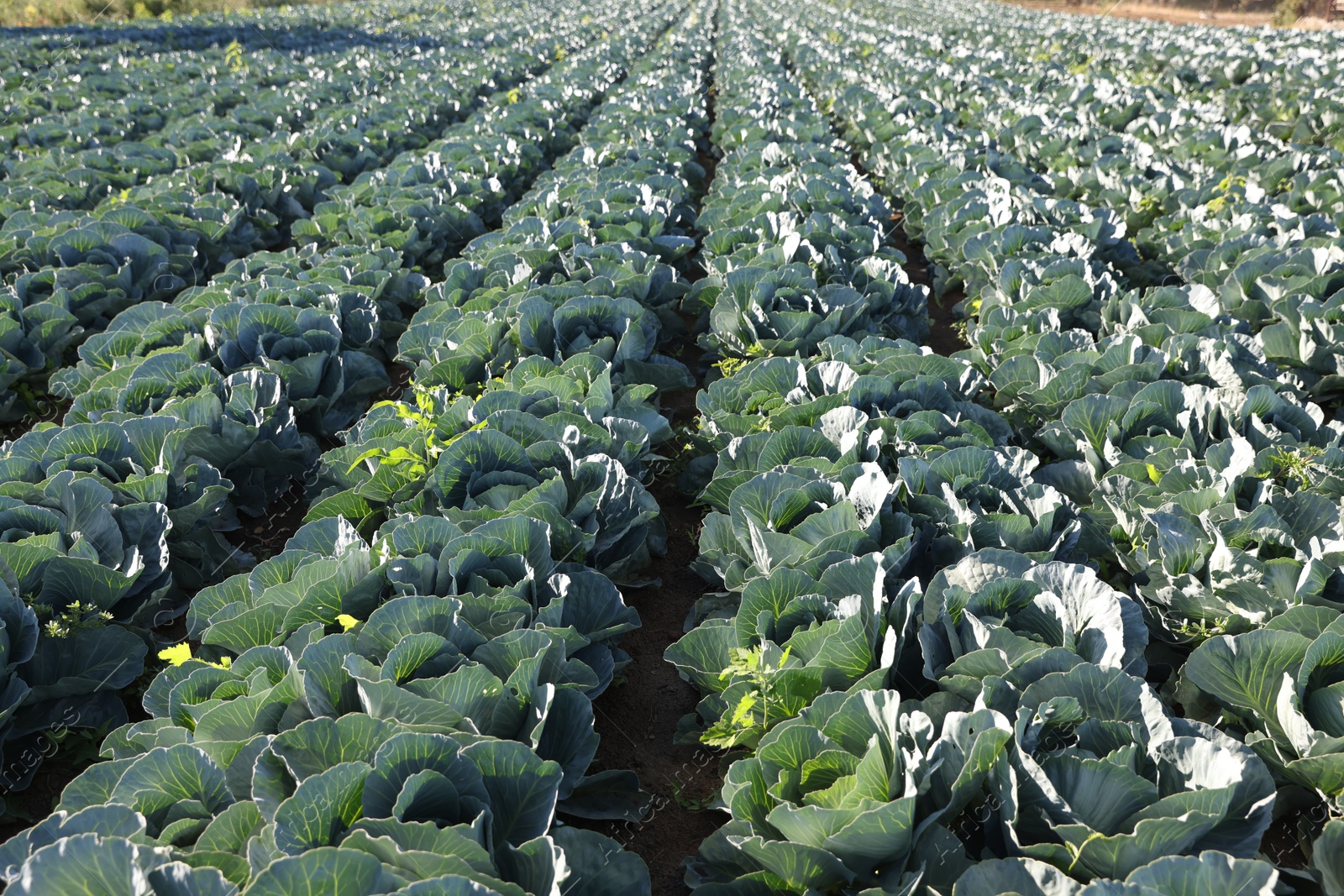 Photo of Green cabbages growing in field on sunny day