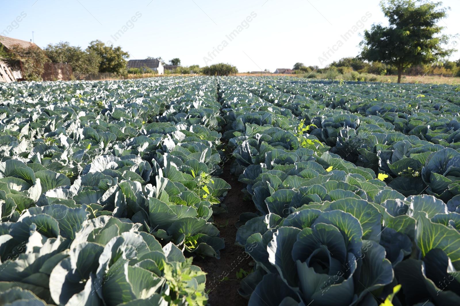 Photo of Green cabbages growing in field on sunny day