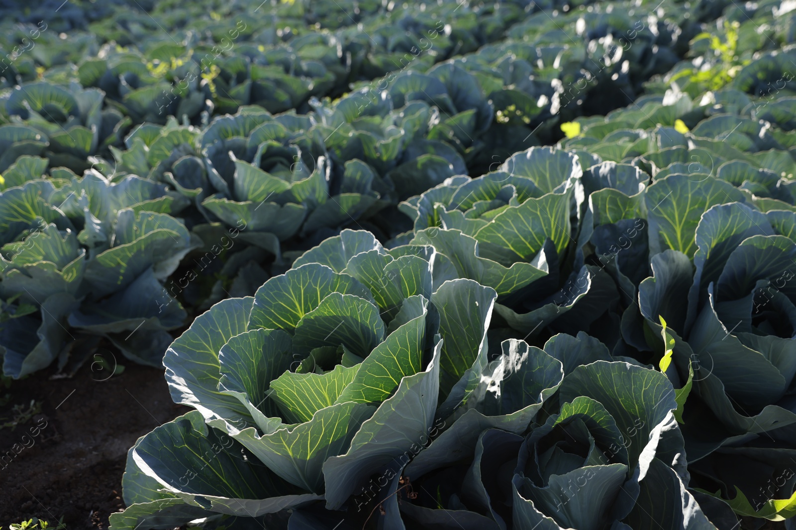 Photo of Green cabbages growing in field on sunny day