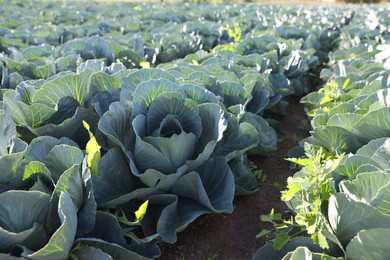 Photo of Green cabbages growing in field on sunny day