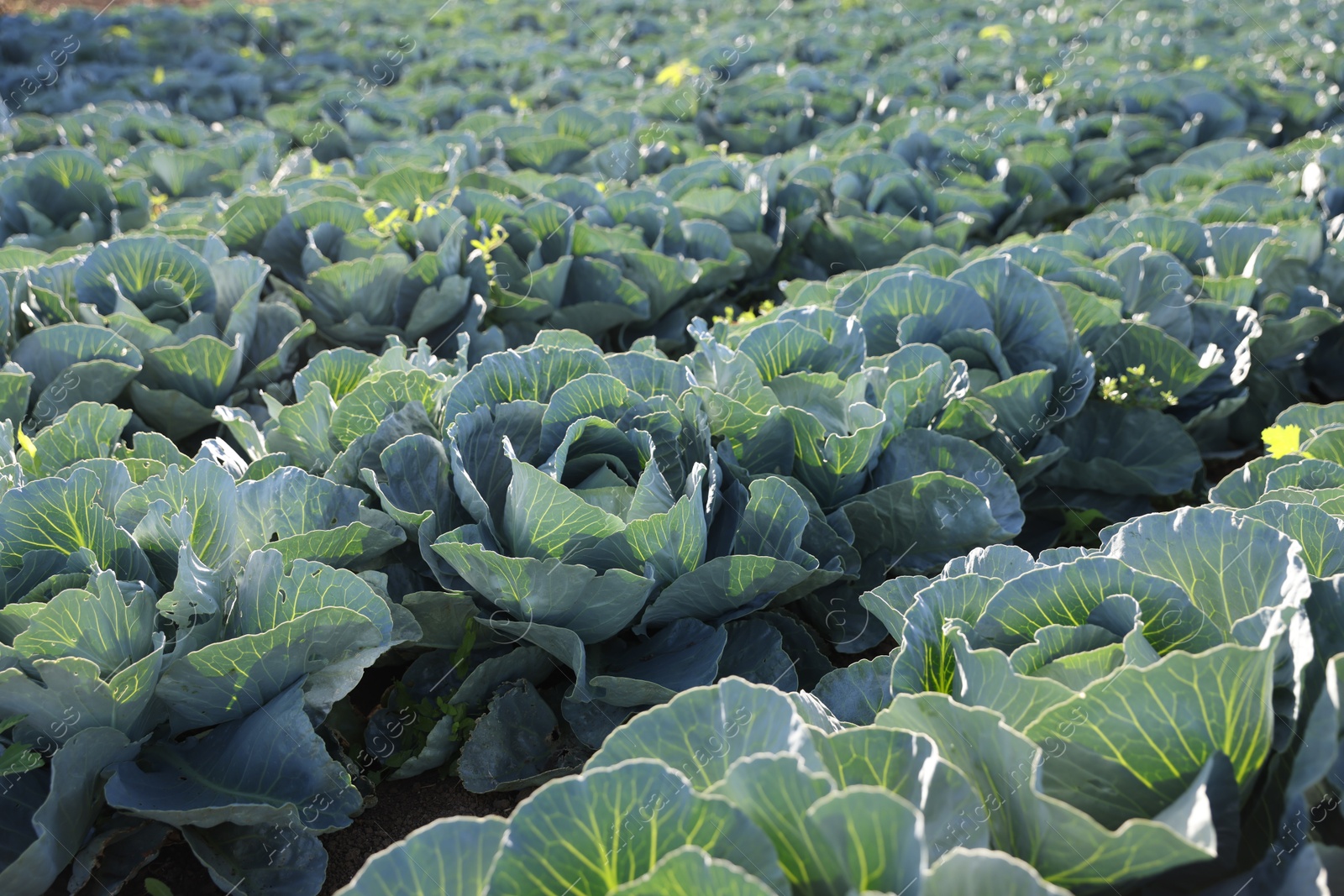 Photo of Green cabbages growing in field on sunny day