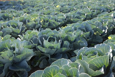 Photo of Green cabbages growing in field on sunny day