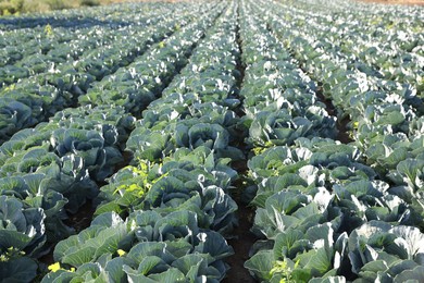 Photo of Green cabbages growing in field on sunny day