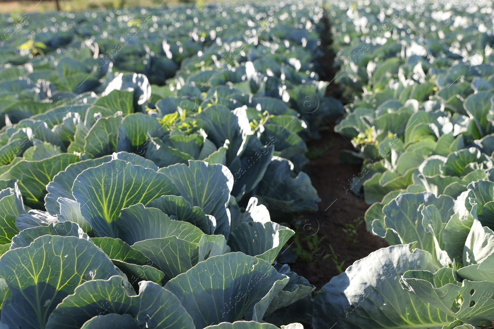 Photo of Green cabbages growing in field on sunny day