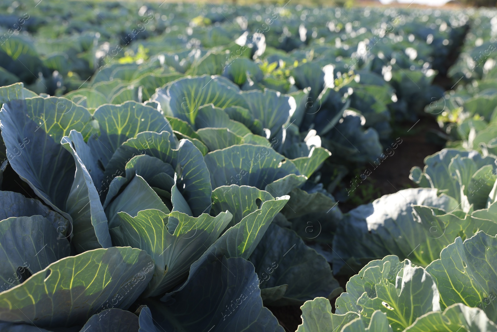 Photo of Green cabbages growing in field on sunny day, closeup