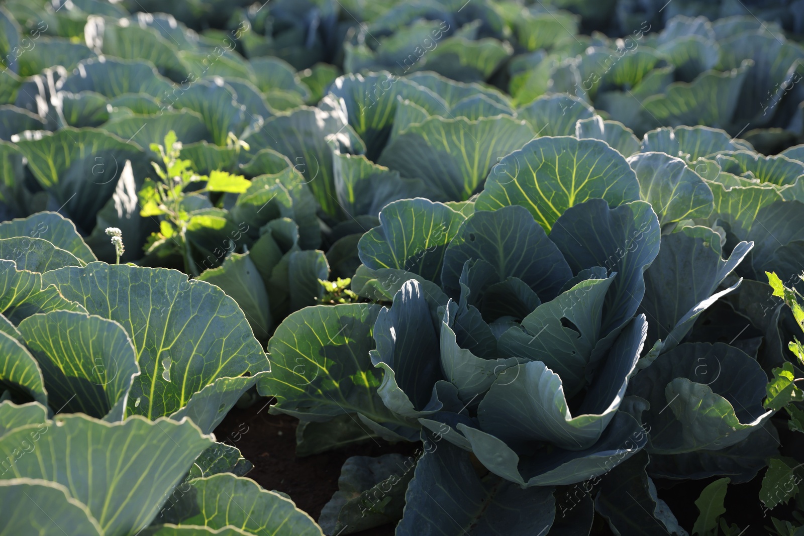 Photo of Green cabbages growing in field on sunny day, closeup