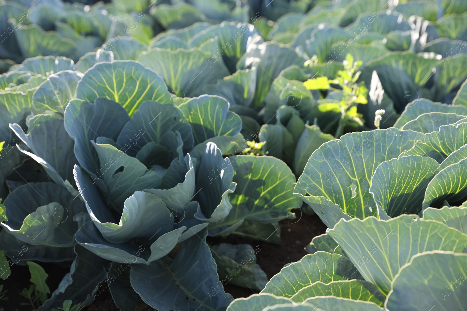 Photo of Green cabbages growing in field on sunny day, closeup