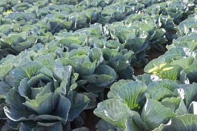 Photo of Green cabbages growing in field on sunny day