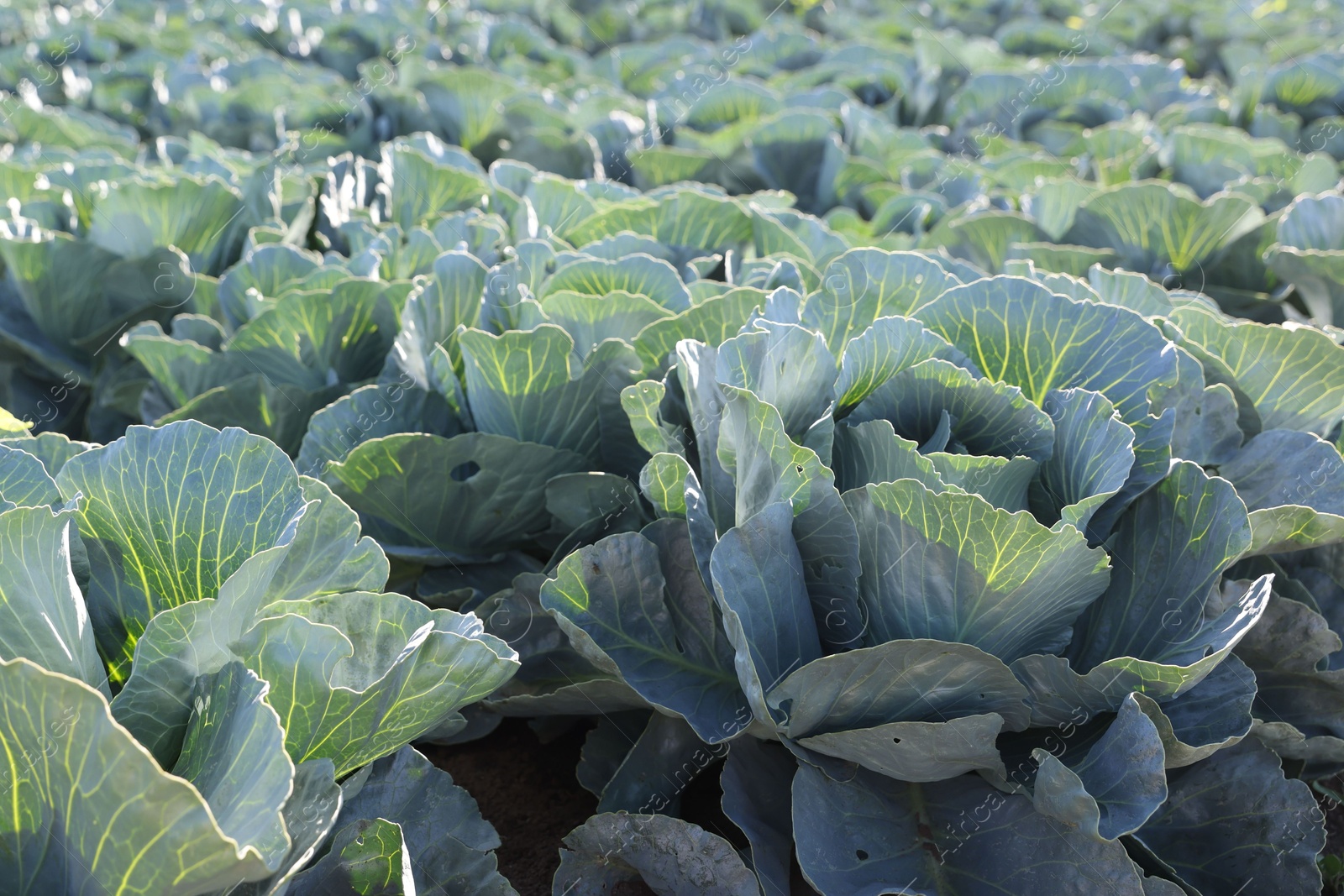 Photo of Green cabbages growing in field on sunny day