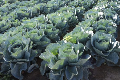 Photo of Green cabbages growing in field on sunny day