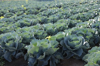 Photo of Green cabbages growing in field on sunny day