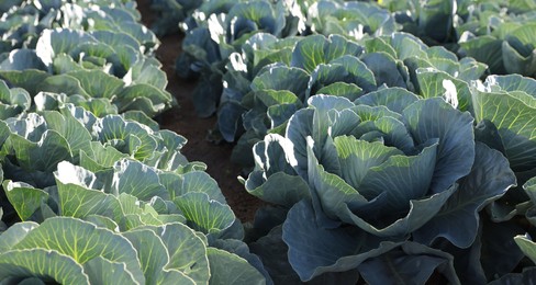 Photo of Green cabbages growing in field on sunny day