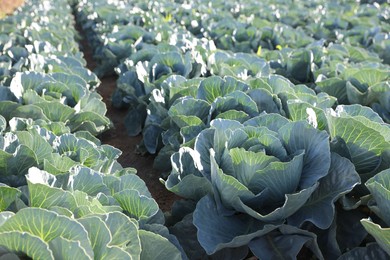 Photo of Green cabbages growing in field on sunny day