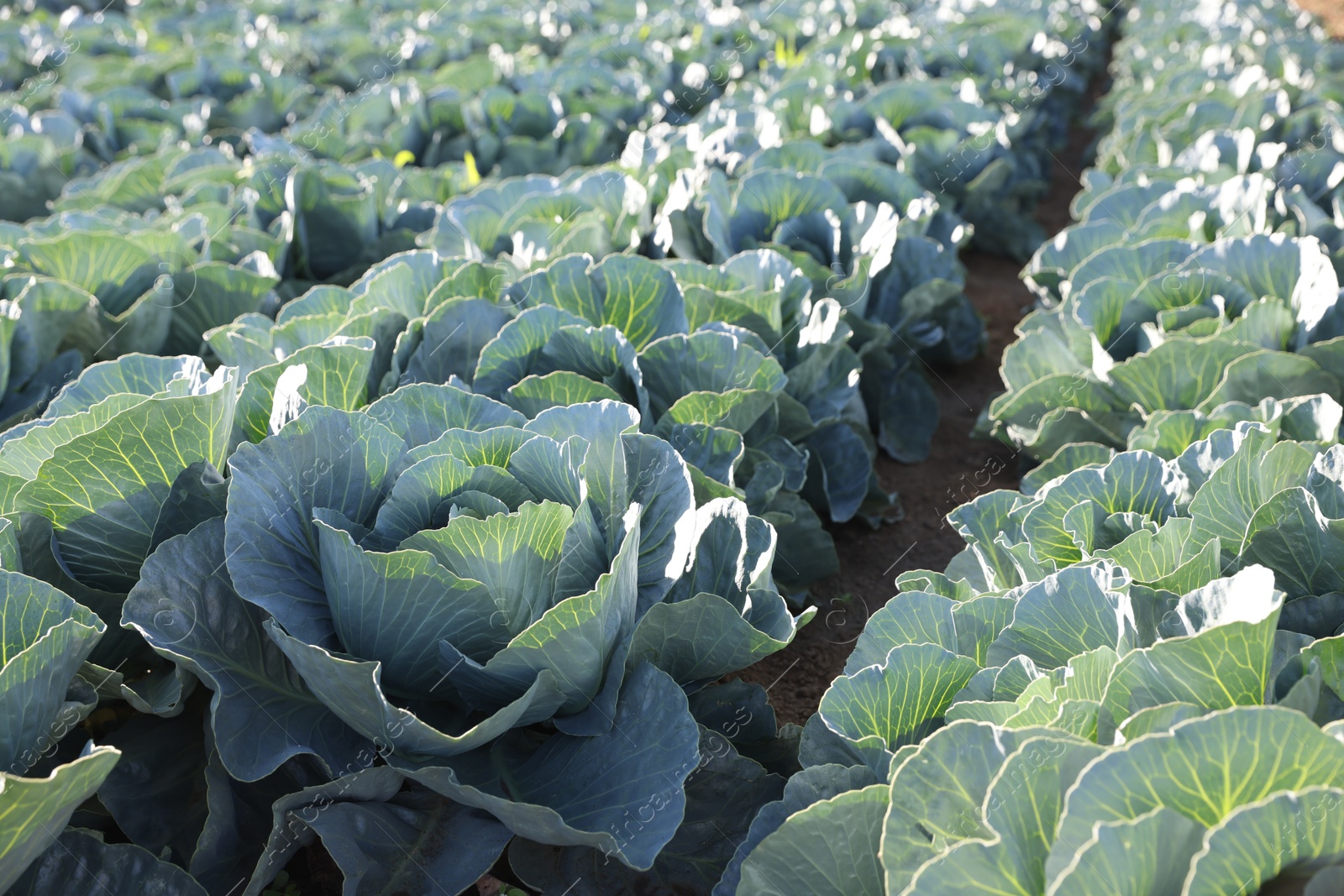 Photo of Green cabbages growing in field on sunny day