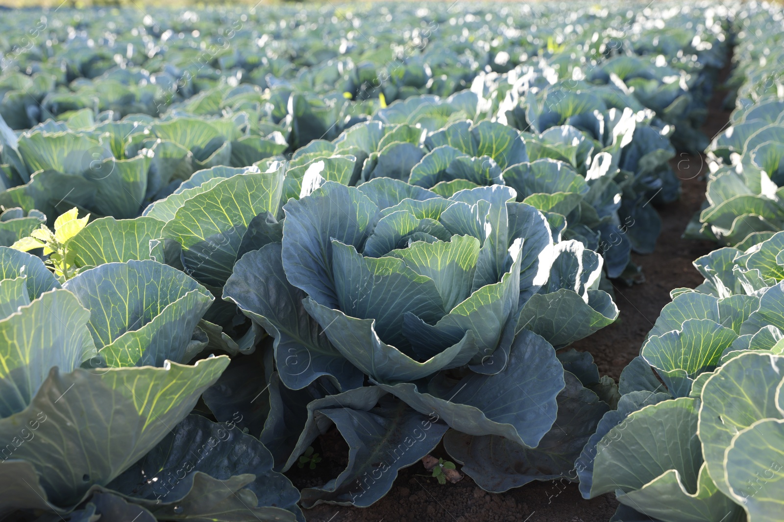 Photo of Green cabbages growing in field on sunny day