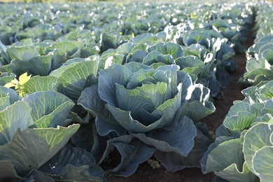 Photo of Green cabbages growing in field on sunny day