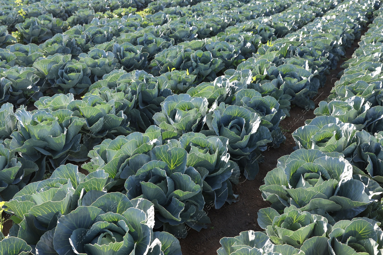 Photo of Green cabbages growing in field on sunny day