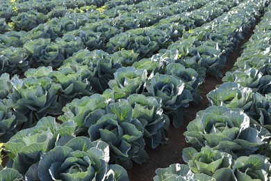 Photo of Green cabbages growing in field on sunny day