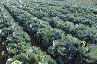 Photo of Green cabbages growing in field on sunny day