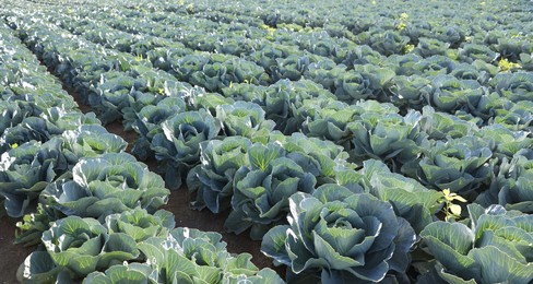 Photo of Green cabbages growing in field on sunny day