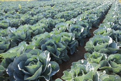 Photo of Green cabbages growing in field on sunny day