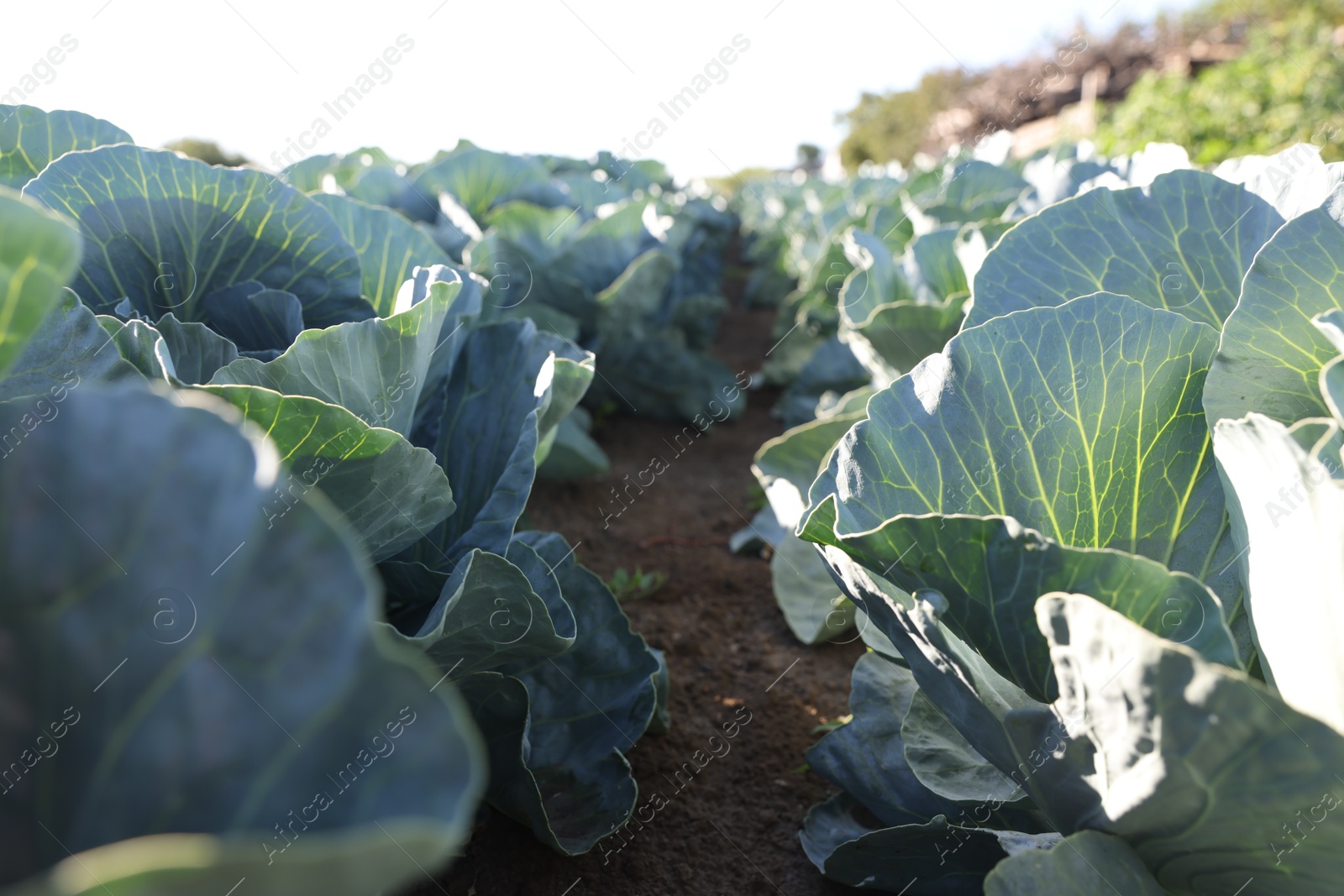 Photo of Green cabbages growing in field on sunny day, closeup