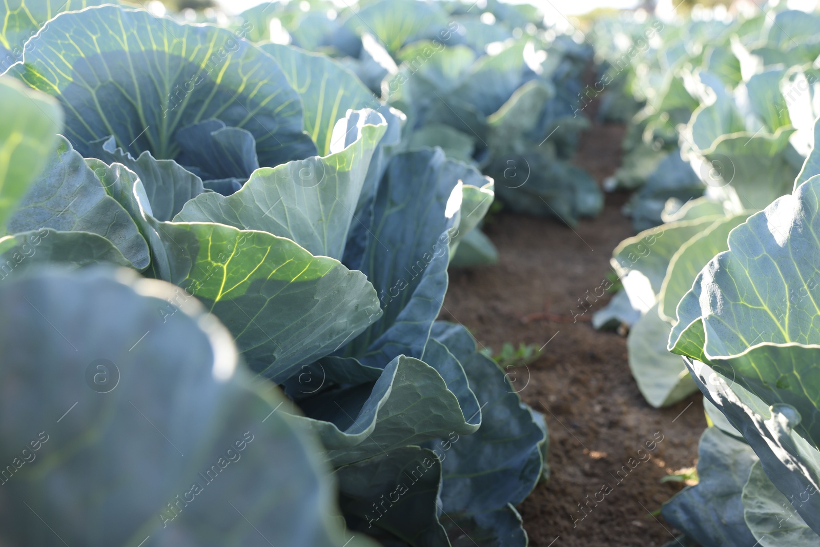 Photo of Green cabbages growing in field on sunny day, closeup