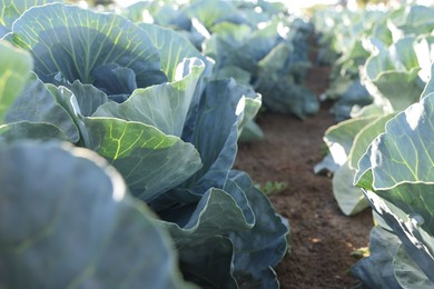 Photo of Green cabbages growing in field on sunny day, closeup