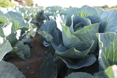 Photo of Green cabbages growing in field on sunny day, closeup