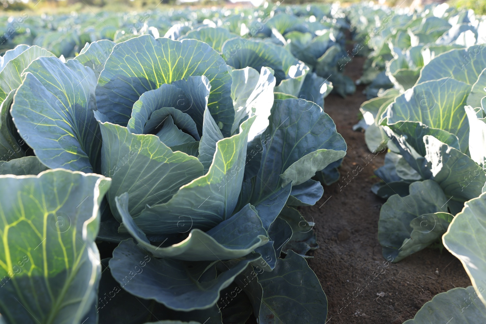 Photo of Green cabbages growing in field on sunny day, closeup