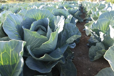 Photo of Green cabbages growing in field on sunny day, closeup