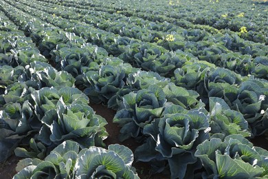 Photo of Green cabbages growing in field on sunny day