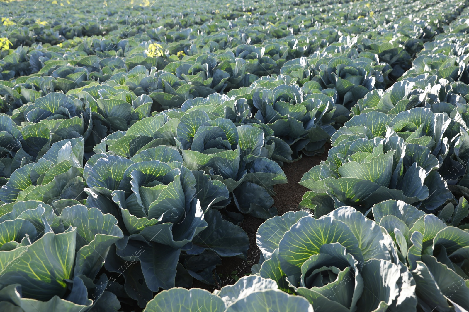 Photo of Green cabbages growing in field on sunny day