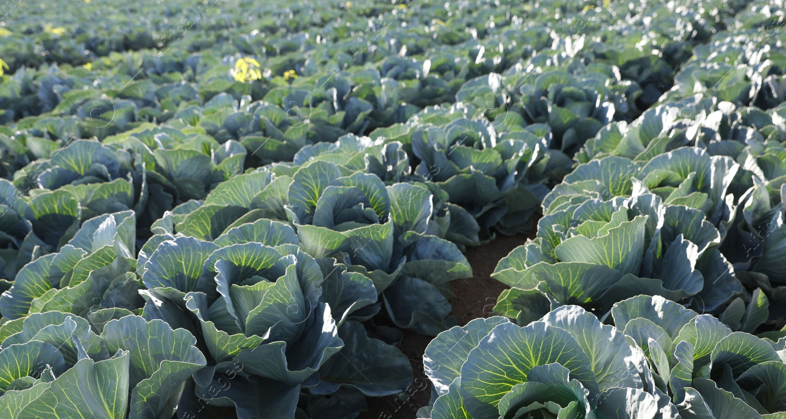 Photo of Green cabbages growing in field on sunny day