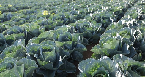 Photo of Green cabbages growing in field on sunny day