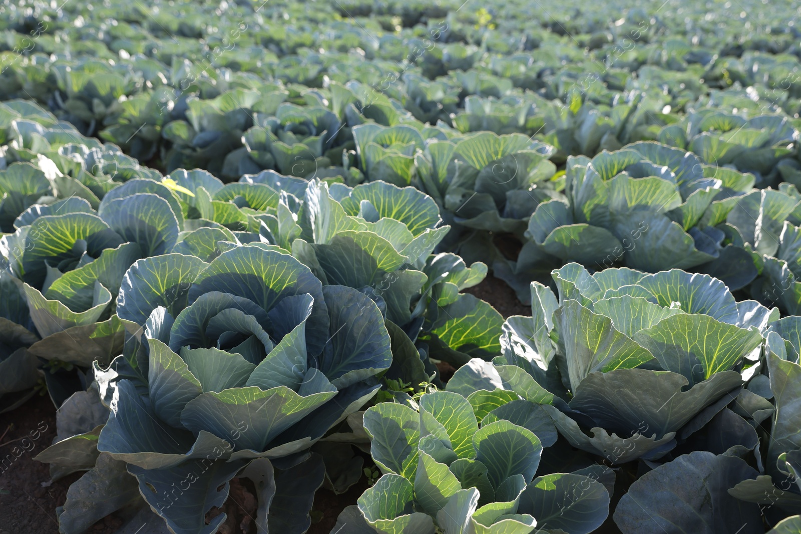 Photo of Green cabbages growing in field on sunny day