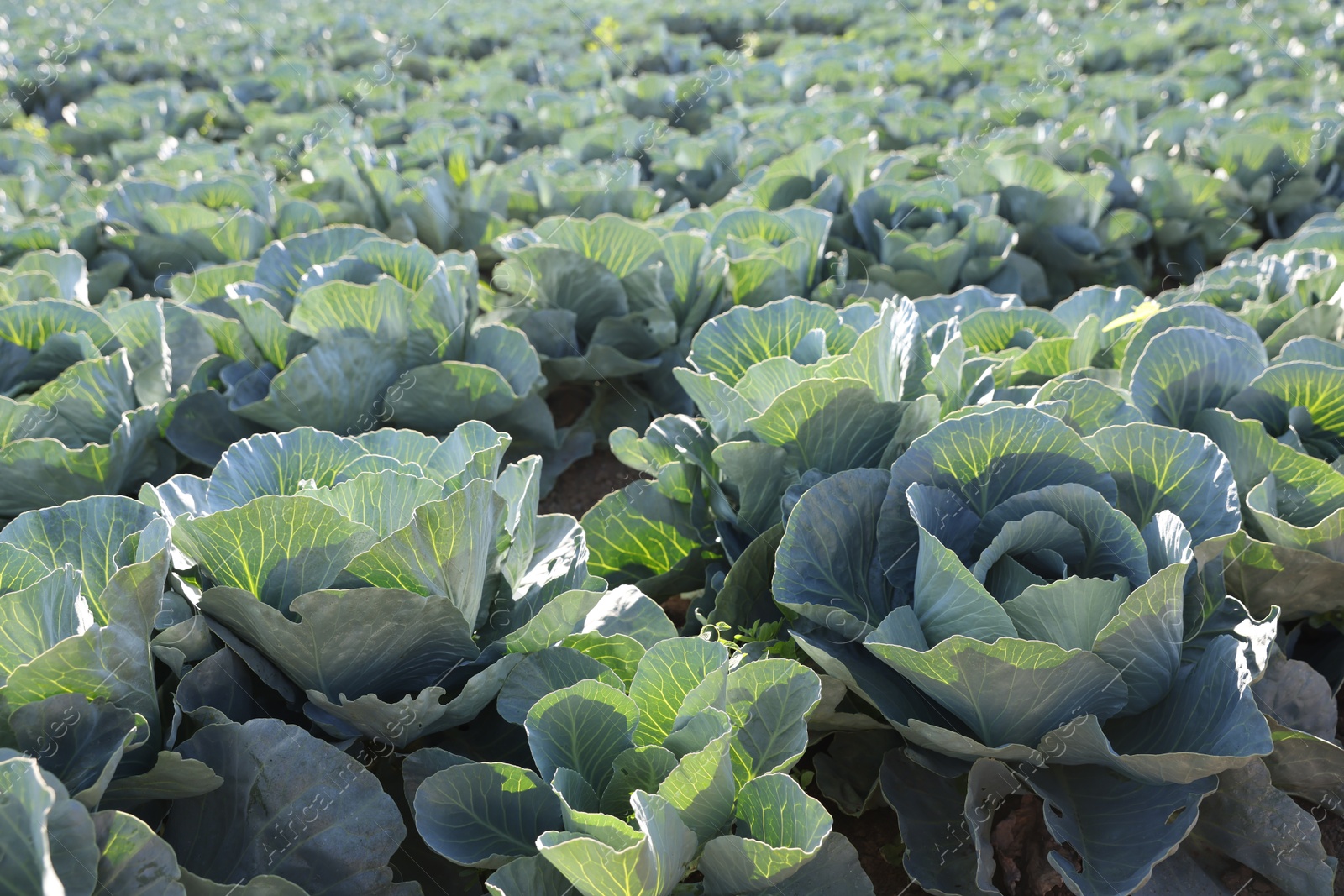 Photo of Green cabbages growing in field on sunny day