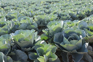 Photo of Green cabbages growing in field on sunny day