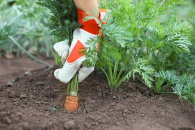 Farmer picking carrot out of soil in garden, closeup