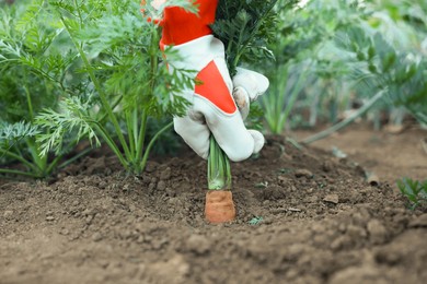 Photo of Farmer picking carrot out of soil in garden, closeup