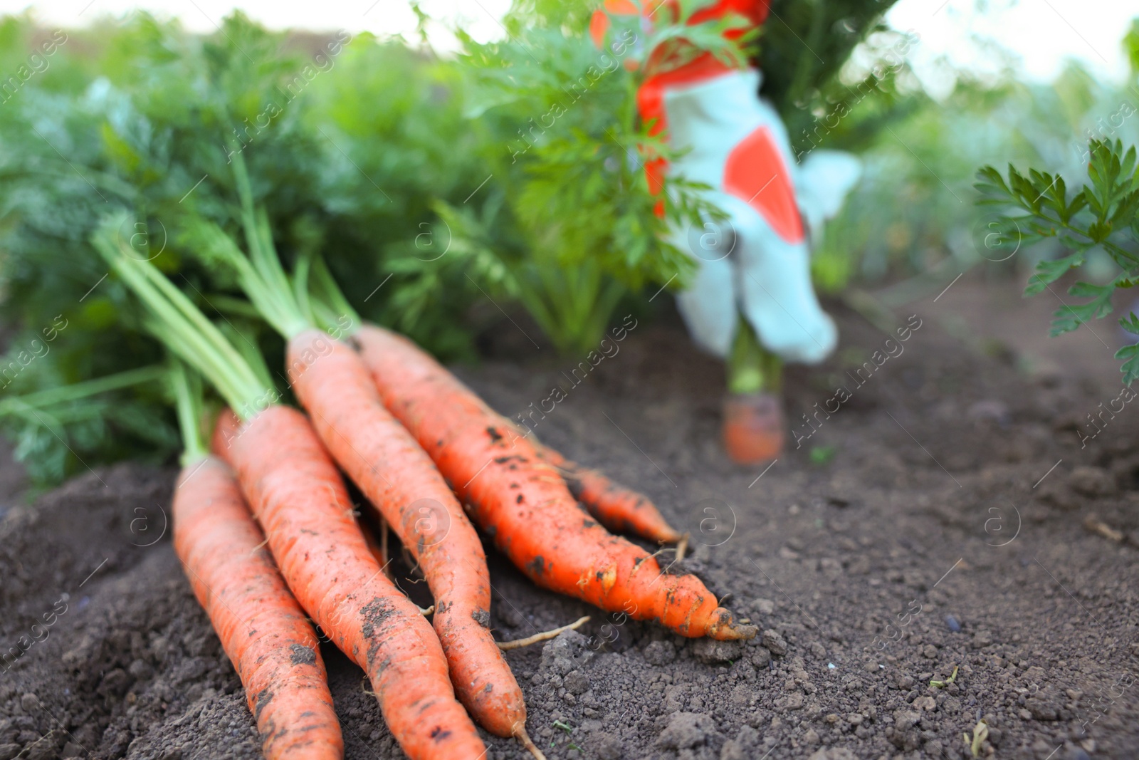 Photo of Farmer picking carrot out of soil in garden, focus on pile of carrots