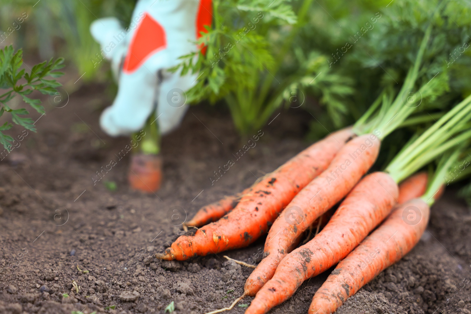 Photo of Farmer picking carrot out of soil in garden, focus on pile of carrots