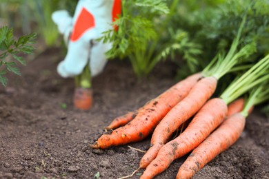 Farmer picking carrot out of soil in garden, focus on pile of carrots