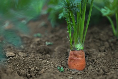 Photo of One carrot growing in soil outdoors, closeup