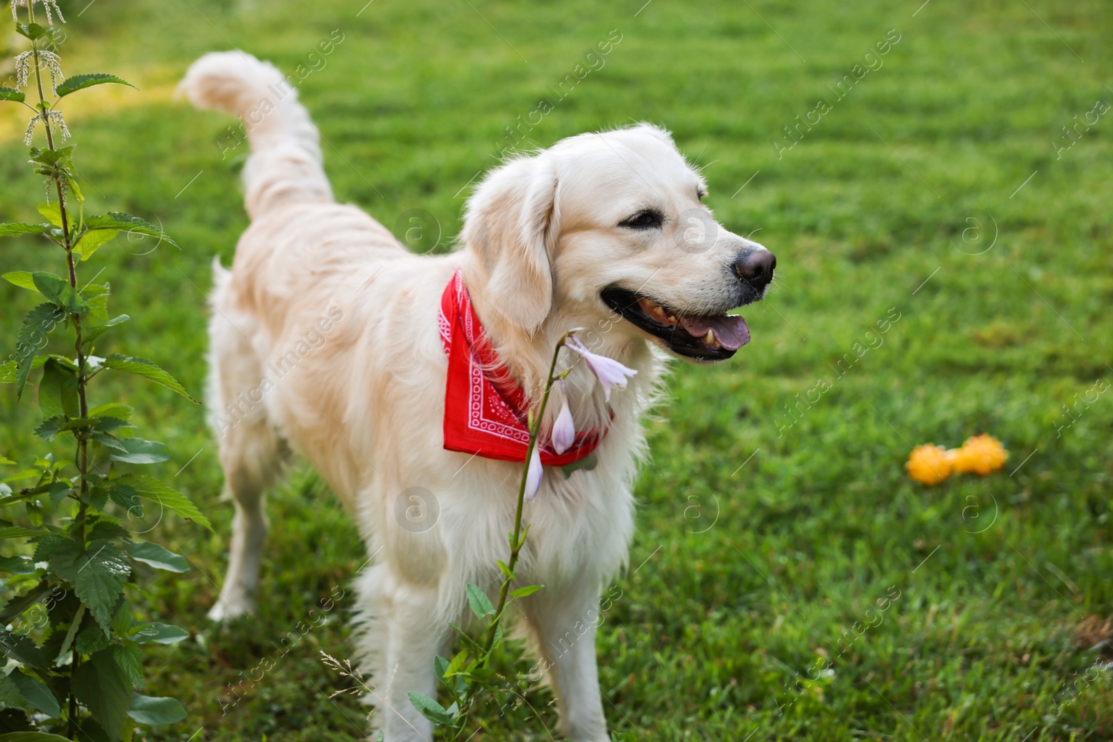 Photo of Cute Golden Retriever dog on green grass