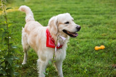 Cute Golden Retriever dog on green grass