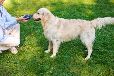 Owner giving toy ball to cute Golden Retriever dog outdoors, closeup